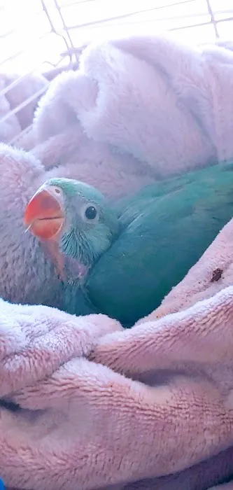 Brian's Exotic Birds Picture 3