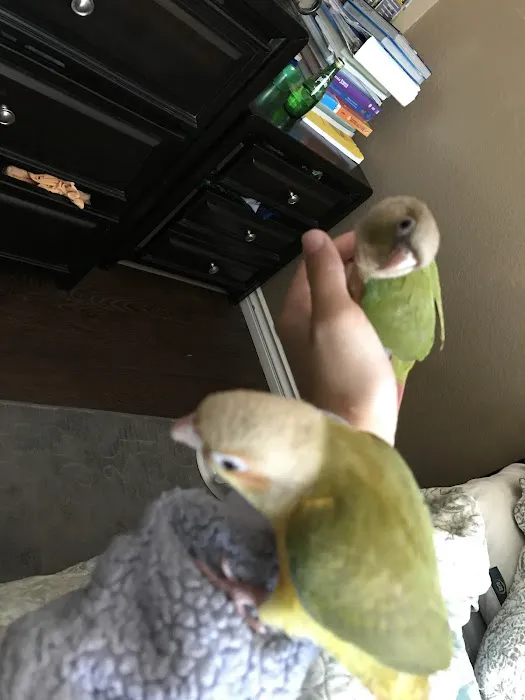 Brian's Exotic Birds Picture 5