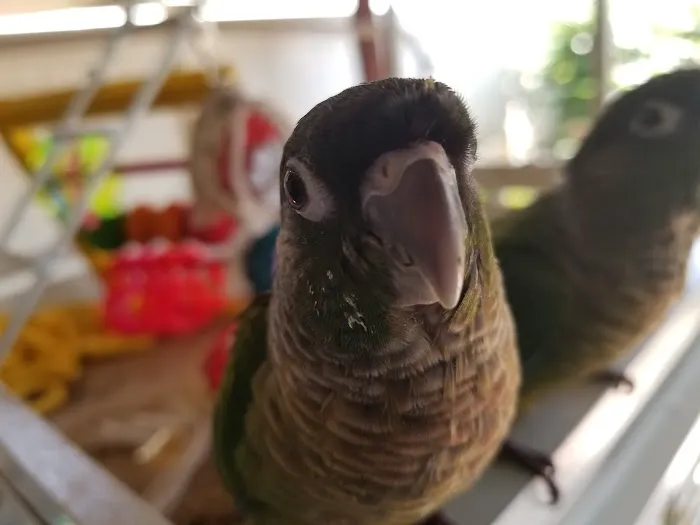 Brian's Exotic Birds Picture 6