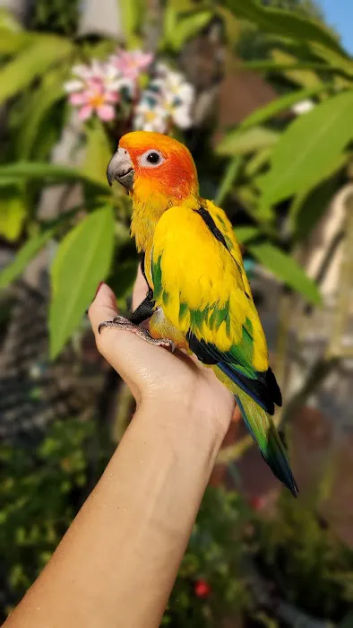 Brian's Exotic Birds Picture 1