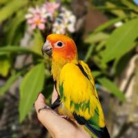 Brian's Exotic Birds ico