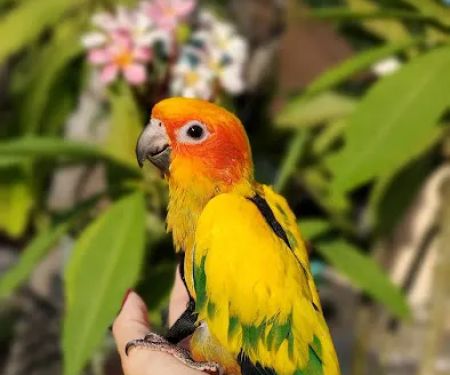 Brian's Exotic Birds