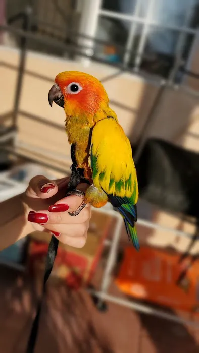 Brian's Exotic Birds Picture 2