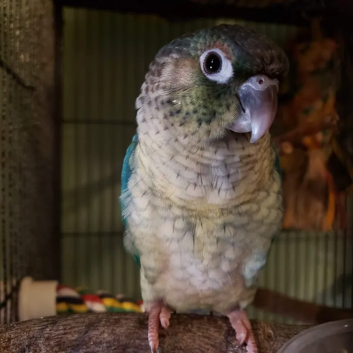 Brian's Exotic Birds Picture 9