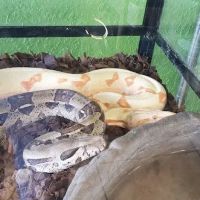 Corona Reptiles & Kritters ico