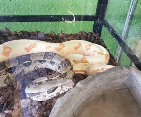 Corona Reptiles & Kritters