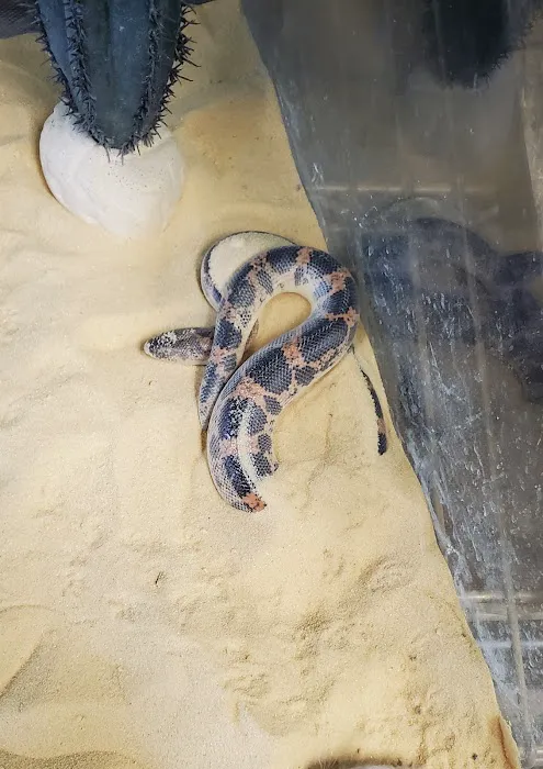 Corona Reptiles & Kritters Picture 2