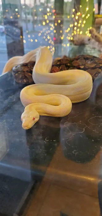 Corona Reptiles & Kritters Picture 9