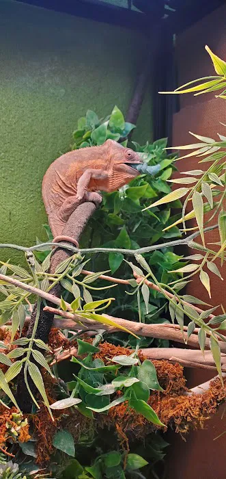 Corona Reptiles & Kritters Picture 8