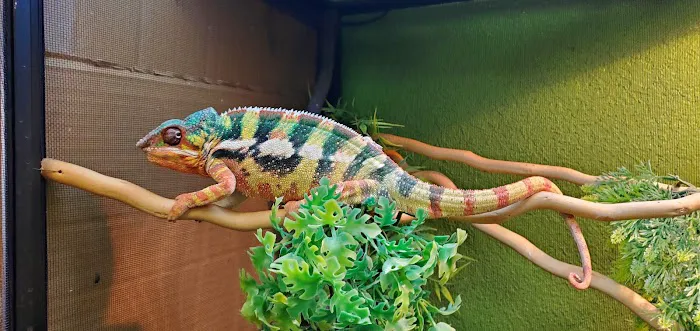 Corona Reptiles & Kritters Picture 3