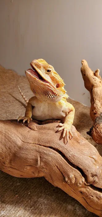 Corona Reptiles & Kritters Picture 10