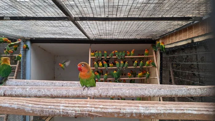 Magnolia Bird Farm Picture 2