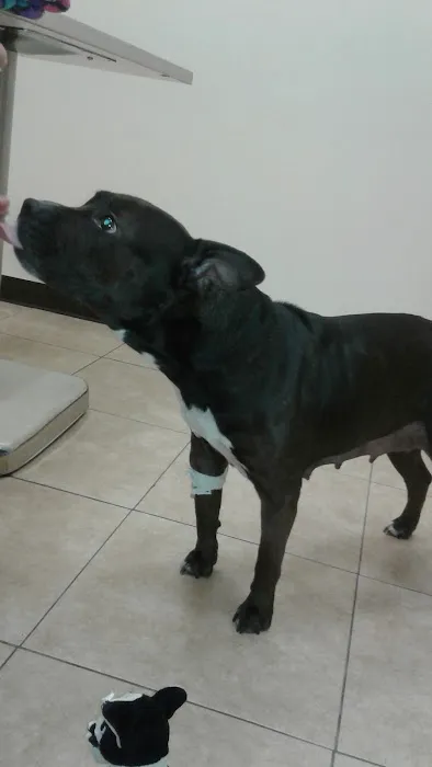 Stamford Veterinary Center Picture 1