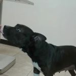Stamford Veterinary Center