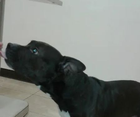 Stamford Veterinary Center