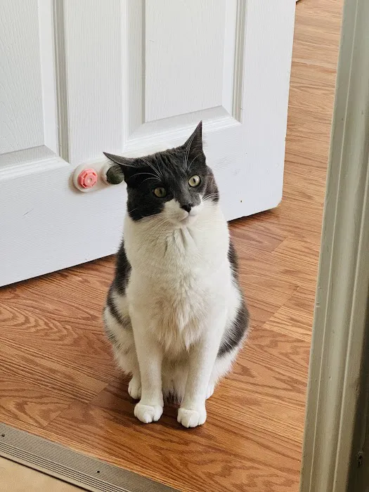 Just Cats Picture 1