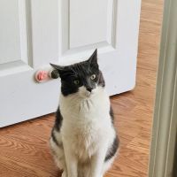 Just Cats ico
