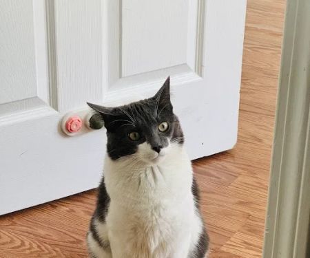 Just Cats