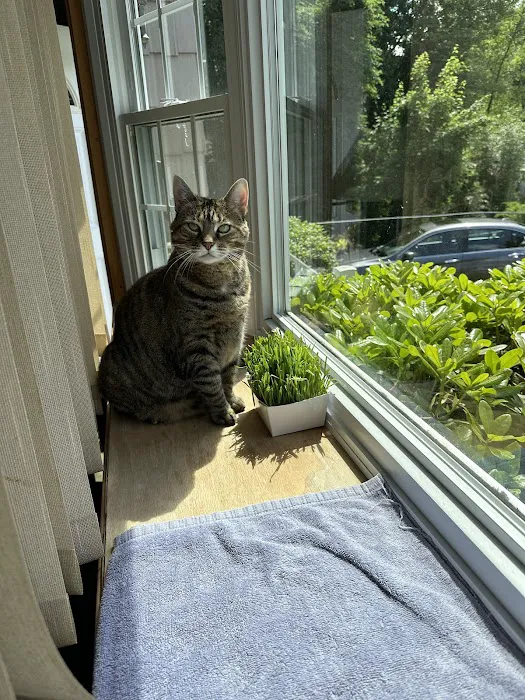 Just Cats Picture 8