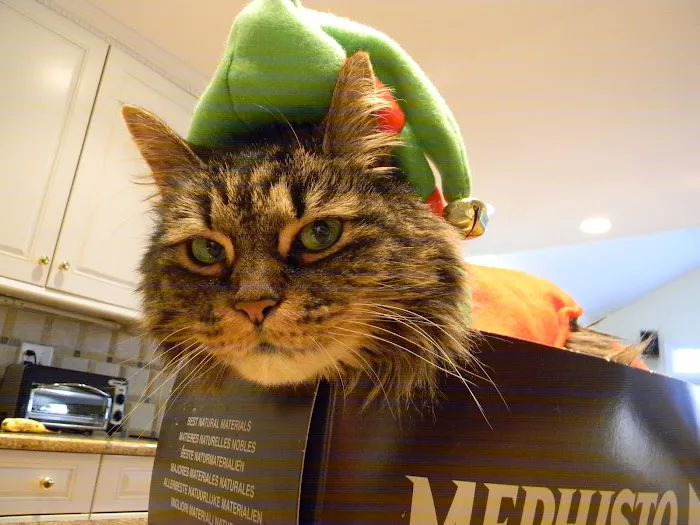 Just Cats Picture 2