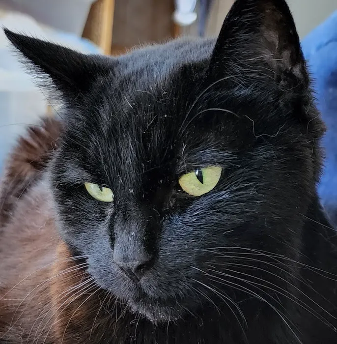 Just Cats Picture 10