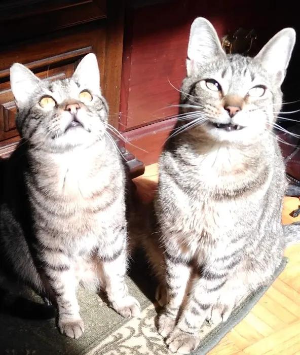 Just Cats Picture 7