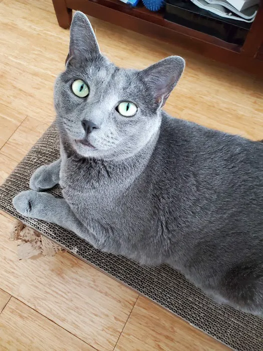 Just Cats Picture 5