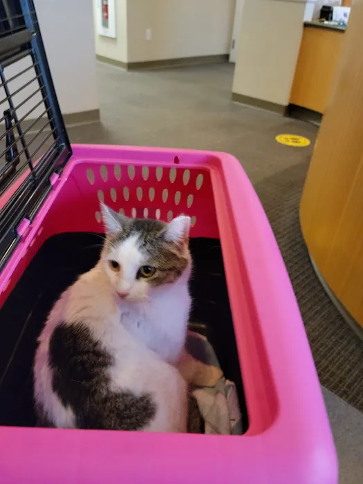 Just Cats Picture 3