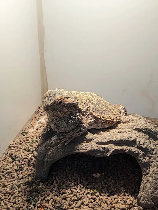 The Reptile Shop Picture 9