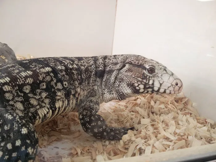 The Reptile Shop Picture 3