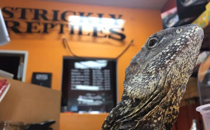 The Reptile Shop Picture 8