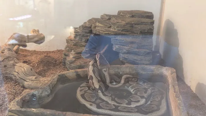 The Reptile Shop Picture 5