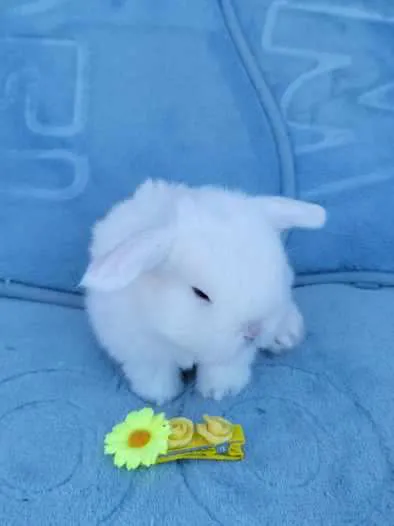 Hollywood Rabbits Picture 3