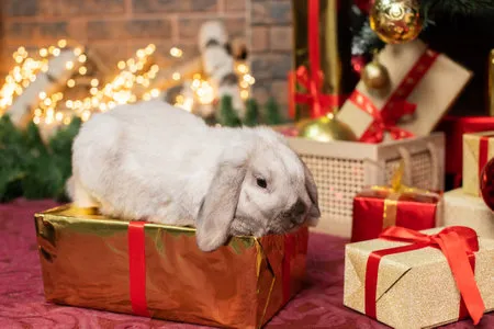 Hollywood Rabbits Picture 6