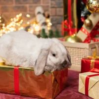 Hollywood Rabbits ico