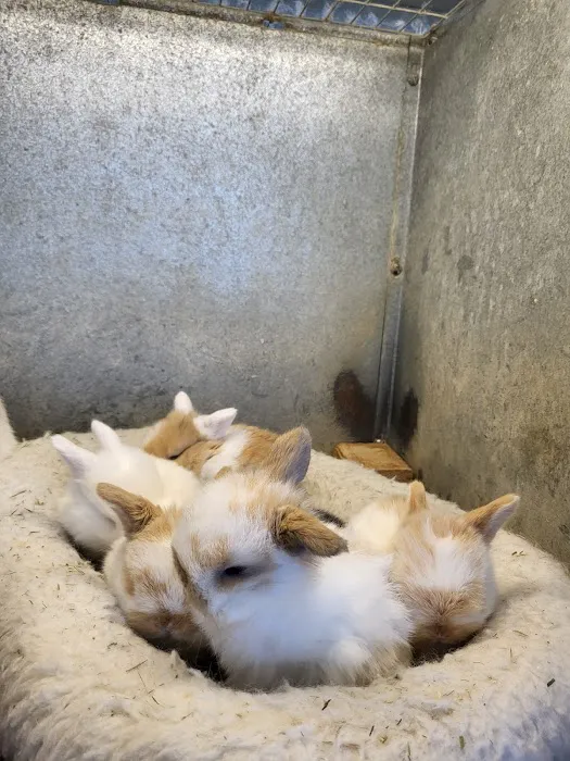 Hollywood Rabbits Picture 5