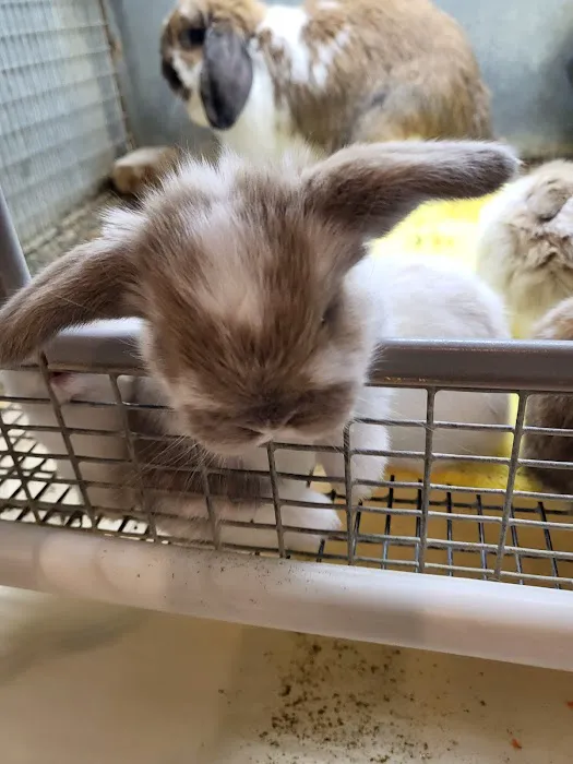 Hollywood Rabbits Picture 2
