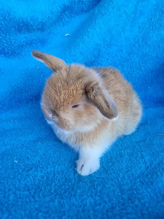 Hollywood Rabbits Picture 9