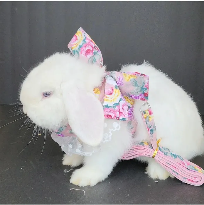 Hollywood Rabbits Picture 10