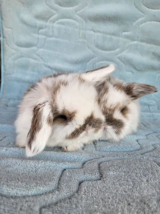 Hollywood Rabbits Picture 7