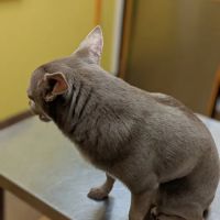 Banfield Pet Hospital ico