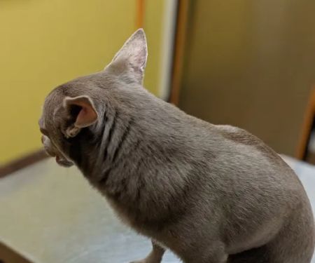 Banfield Pet Hospital