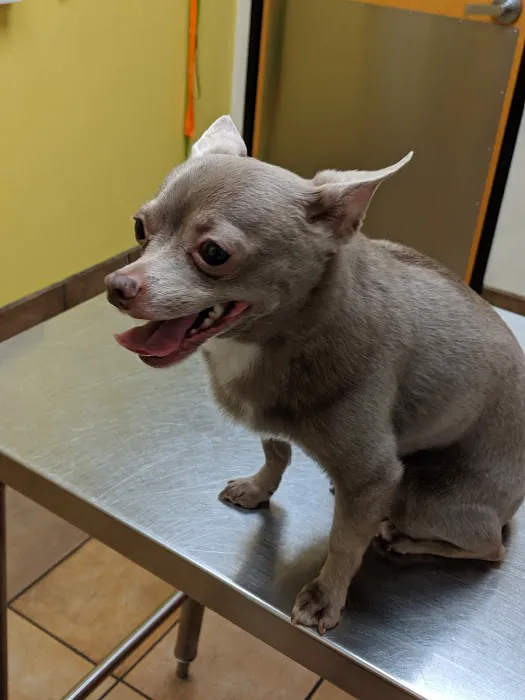 Banfield Pet Hospital Picture 5