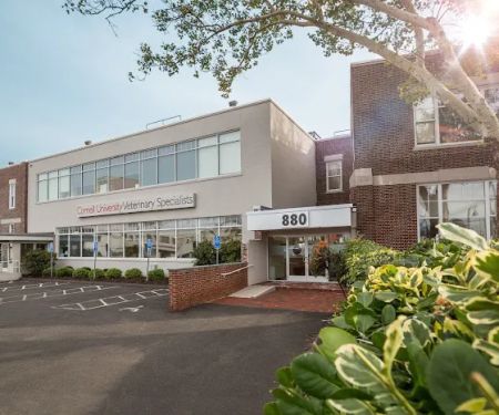Cornell University Veterinary Specialists