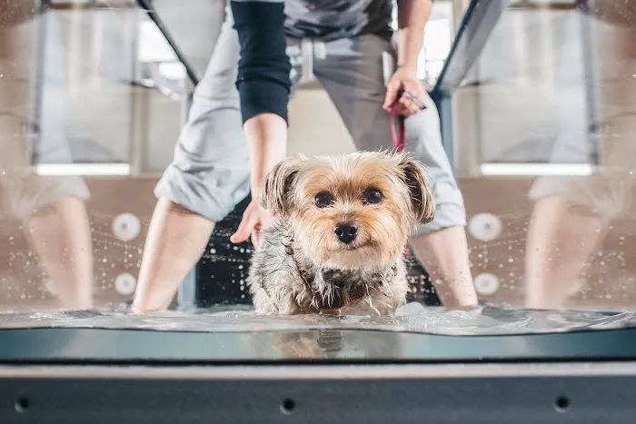 Cornell University Veterinary Specialists Picture 5