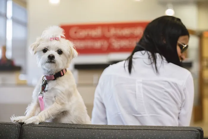 Cornell University Veterinary Specialists Picture 10