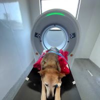 Spot On Veterinary Hospital & Hotel - Stamford ico