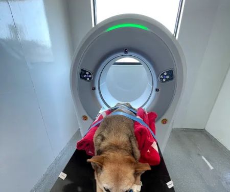 Spot On Veterinary Hospital & Hotel - Stamford