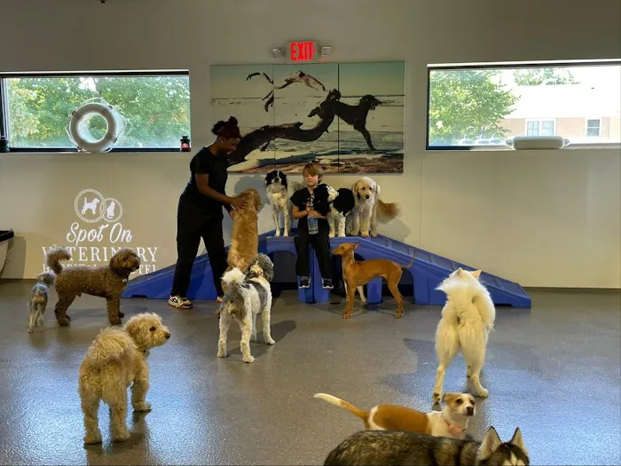 Spot On Veterinary Hospital & Hotel - Stamford Picture 8