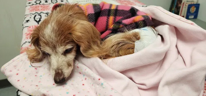 VCA Darien Animal Hospital Picture 8
